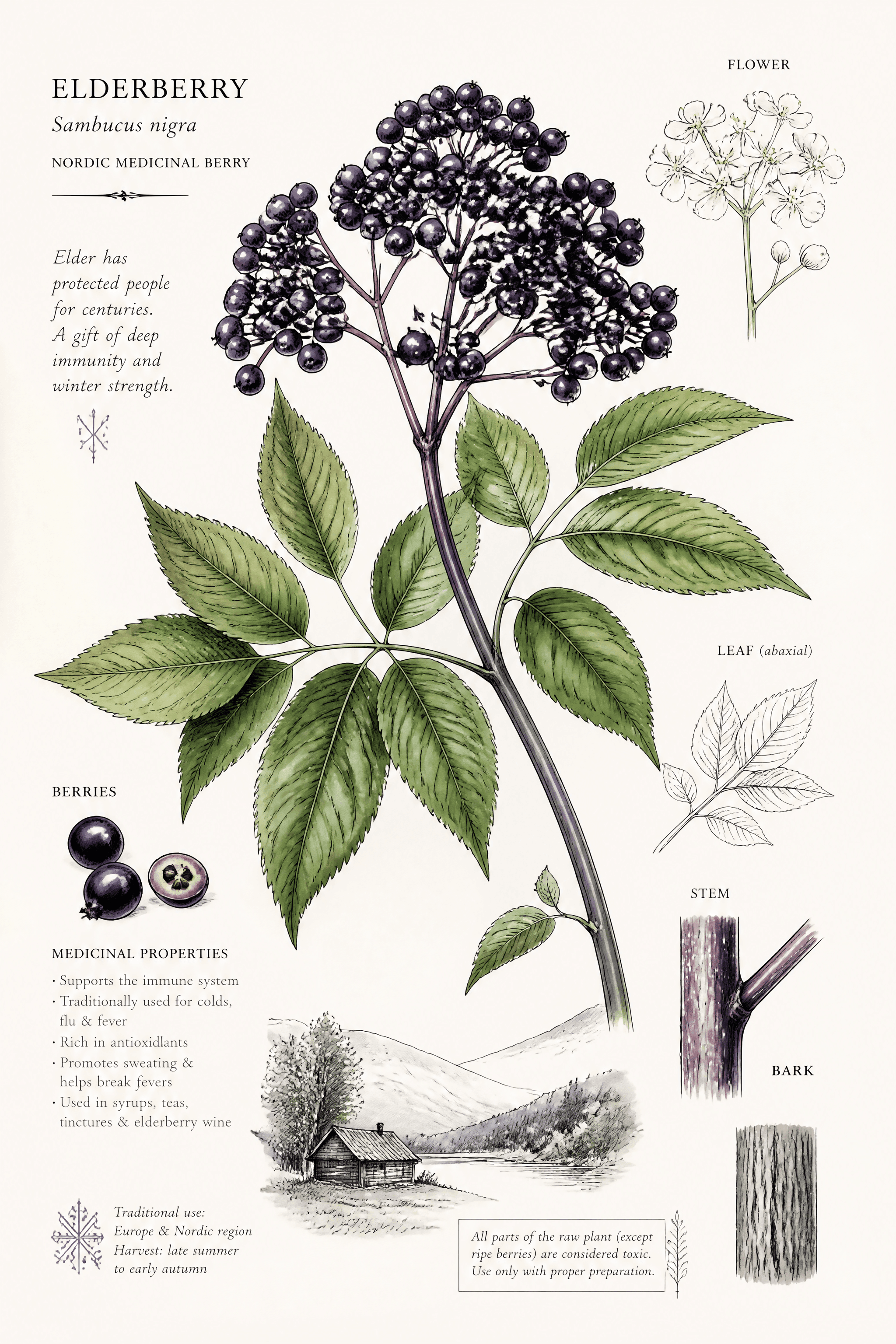 Affiche Sureau Baies — botanique médicinal nordique grappes violettes